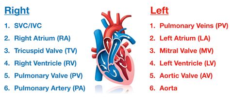 Pathway Blood Flow Through The Heart Chart, Fetal Circulation, As you fill in the below chart ...