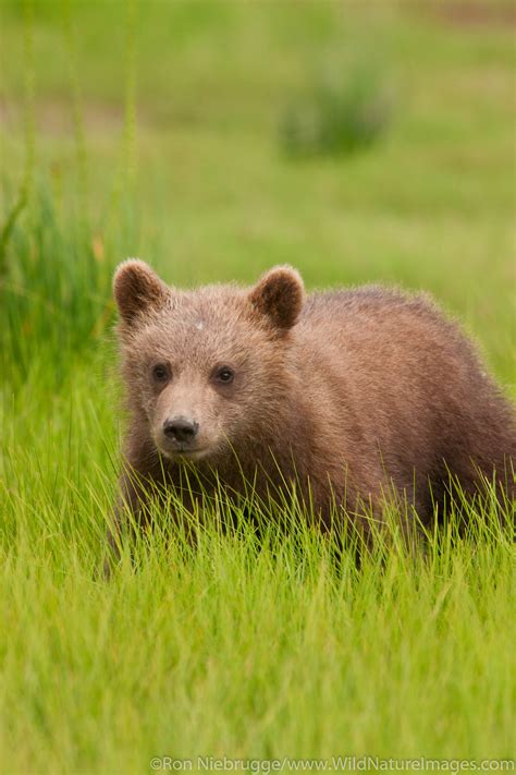 Brown Bear Cub | Photos by Ron Niebrugge