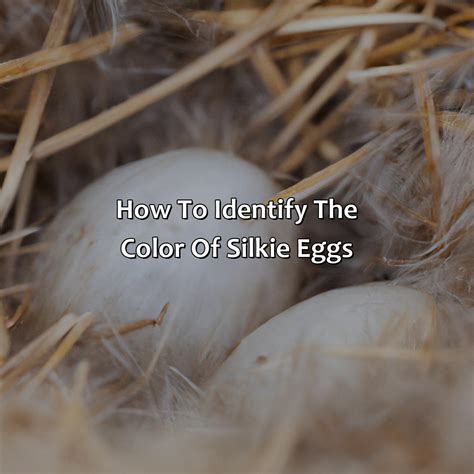 What Color Eggs Do Silkies Lay - colorscombo.com