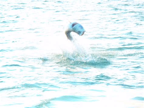 Tuesday, May 29, 2012 ~ Tarpon jumping at Boca Grand pass. Sanibel ...