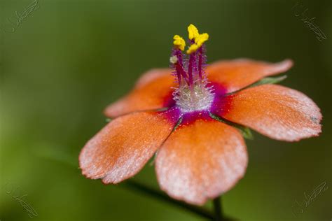 Scarlet Pimpernel Flower Images | Best Flower Site