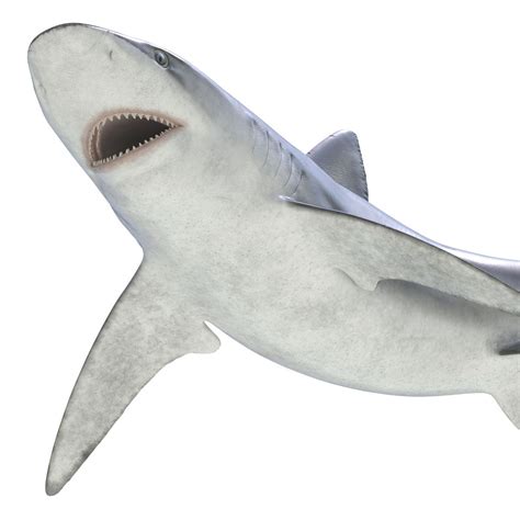 Bignose Shark Pose 2 3D模型 3D模型 $79 - .3ds .c4d .fbx .ma .obj .max - Free3D