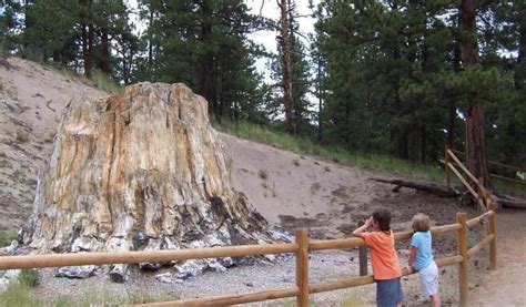 Top 10 Reasons to Visit Florissant Fossil Beds National Monument - Visit Colorado Springs