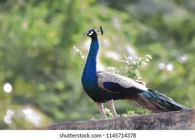 1,002 Peacock Call Images, Stock Photos & Vectors | Shutterstock