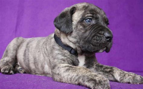 Canary Mastiff Puppies | PETSIDI