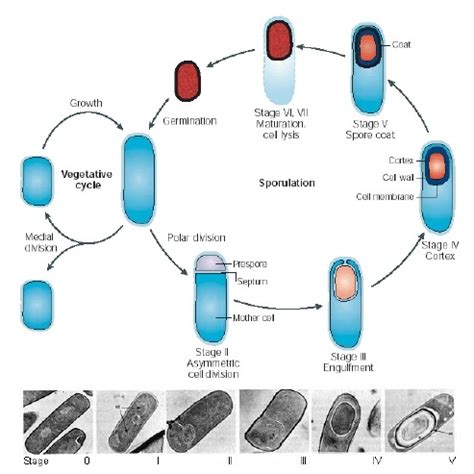 Bacterial Spore Formation