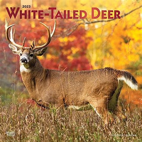 White Tailed Deer 2023 Square Foil (Calendar) by BrownTrout Publishers Inc.: New Calendar (2022 ...