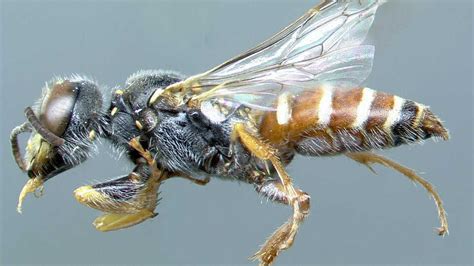 Catalog of Sphecidae - California Academy of Sciences