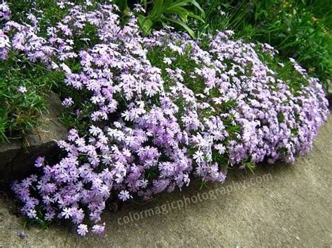 moss ground cover for zone 7 | Moss phlox is a beauty in rock gardens, edging pathways ...