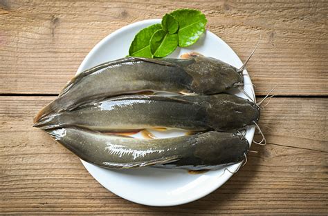 Ini Kandungan Nutrisi dan Manfaat Ikan Lele untuk Kesehatan