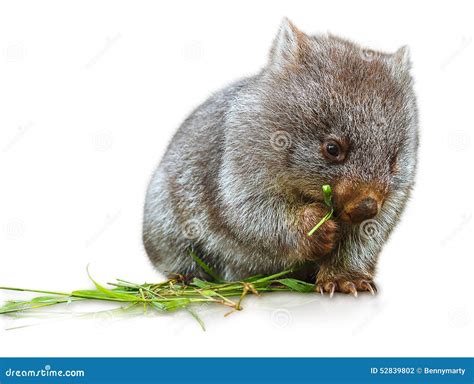 Wombat Isolated On White Background Stock Photo | CartoonDealer.com ...