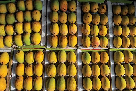 Mango: King of Fruits | Saveur