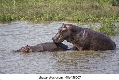 Hippopotamus Mating Nile River Murchison Falls Stock Photo 406458007 ...