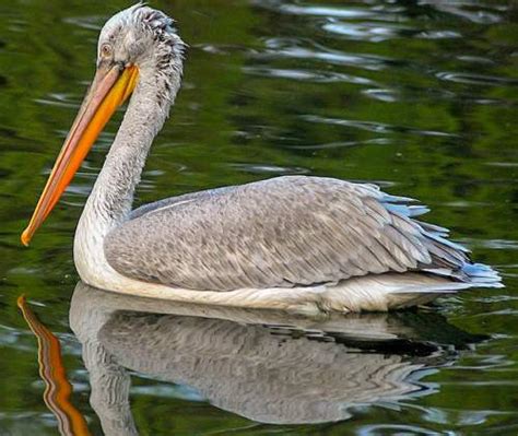 List of Indian pelican species - Images | Birds of India | Bird World