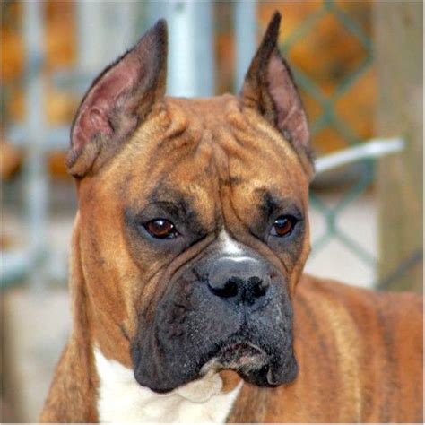 Boxer with Cropped Ears | Boxer Cropped Ears | Boxer puppies, Boxer ...