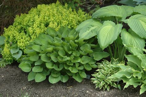 Mini Hostas in the garden. Love it!