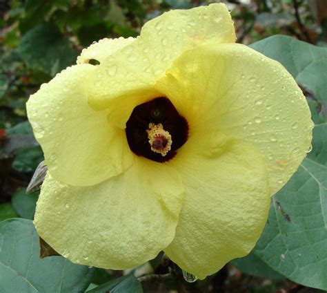 SEEDS = 10 Seeds Yellow Tropical Rose Mallow Flower Hibiscus vitifolius ...