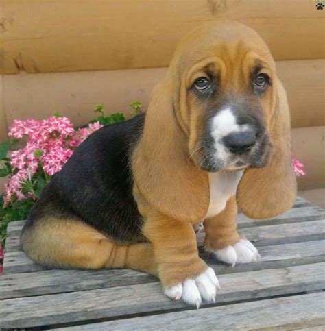 Basset Hound Puppies For Sale Nj | PETSIDI