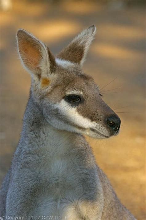 Whiptail Wallaby (Macropus parryi)