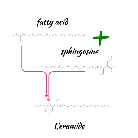 Ceramides in skincare