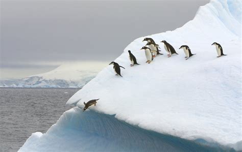 Gentoo Penguin Jumping Off Iceberg in Gerlache Strait posters & prints ...