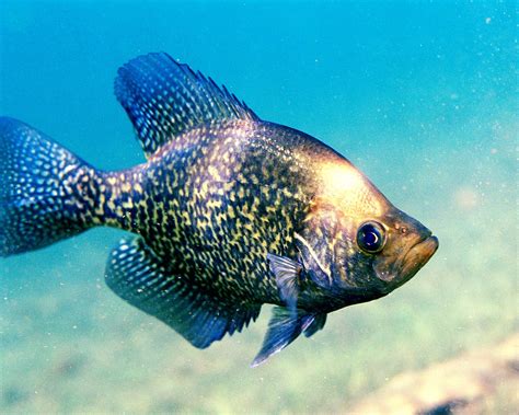 Black crappie - Wikipedia