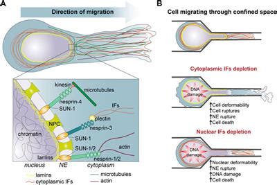 Frontiers | Intermediate filaments: Integration of cell mechanical properties during migration