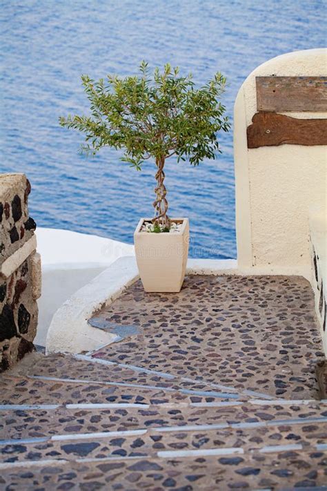 Olive Tree, Santorini, Greece Stock Photo - Image of santorini ...