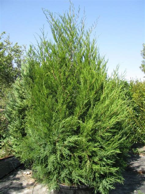 florida cedar tree for sale - Tobie Sallee