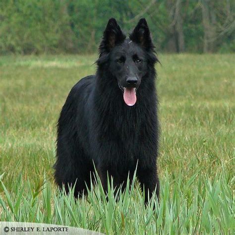 Recklessly: Black German Shepherd King