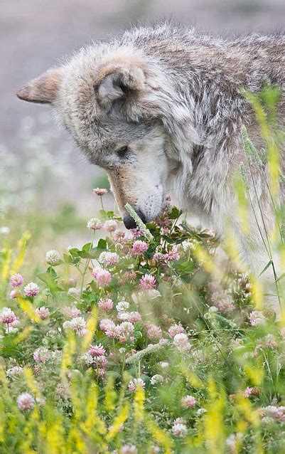 Wolf-smells-flowers | Beautiful wolves, Animals beautiful, Wolf love