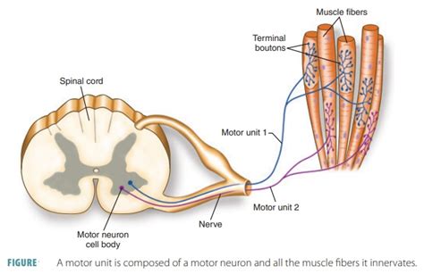 Vertebral Motor Unit