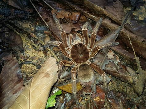 I 15 animali più pericolosi dell'Amazzonia - I Miei Animali