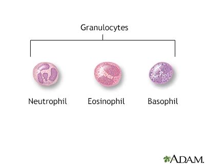 Granulocyte - UF Health