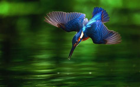 Kingfisher Wallpapers - Top Free Kingfisher Backgrounds - WallpaperAccess