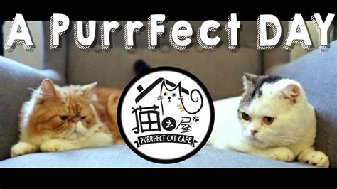 Celebrity Cats in Purrfect Cat Cafe - YouTube