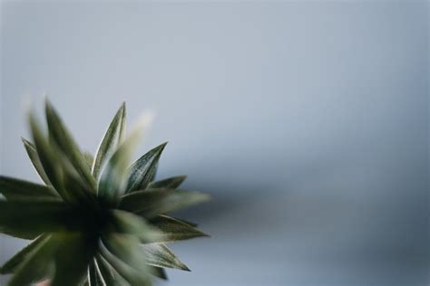 Photo of Pineapple Leaves · Free Stock Photo