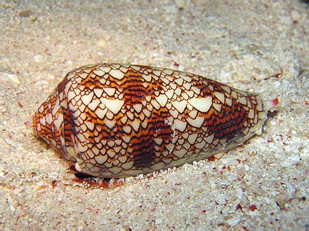 Cone snail - Wikipedia