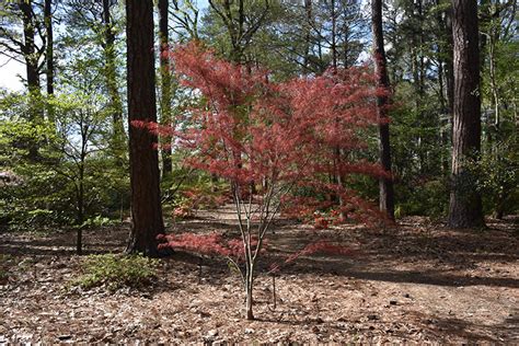 Hubb's Red Willow Japanese Maple (Acer palmatum 'Hubb's Red Willow') in ...