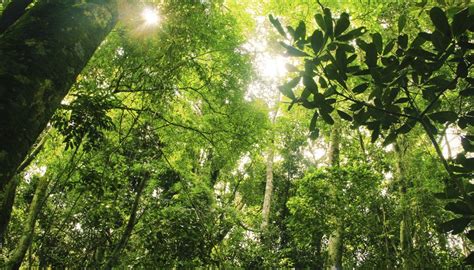 Facts About the Rainforest Layers | Sciencing