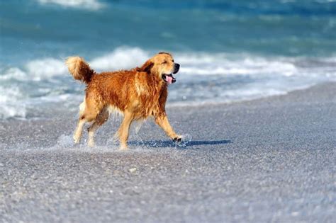 young-golden-retriever-on-the-beach-PKJBKLC | Pet Dog Owner