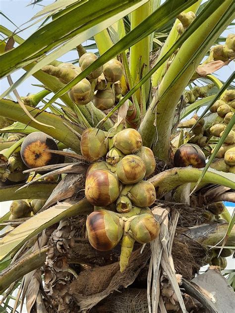 Toddy Palm Fruit, Borassus Flabellifer, Doub Palm, Palmyra Palm, Ice Apple, Tal or Tala Palm ...