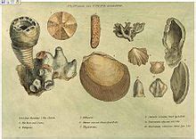 Fossils | William Smith - University of Illinois at Urbana-Champaign