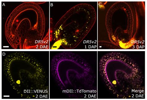 Auxin production in the endosperm drives seed coat development in Arabidopsis | Plantae