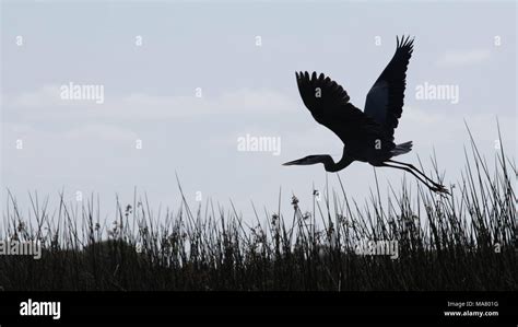 Silhouette of a great blue heron flying over Lake Hamilton Stock Photo - Alamy