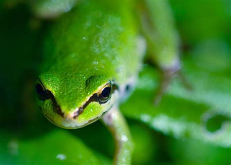 green frog by Manyroomsphotography.deviantart.com Frog Wallpaper ...