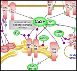 Calcium Homeostasis Pathway Suite