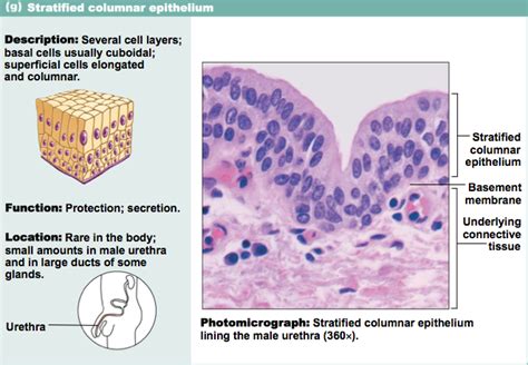 Stratified Columnar Epithelia | Basement membrane, Flashcards, Anatomy and physiology