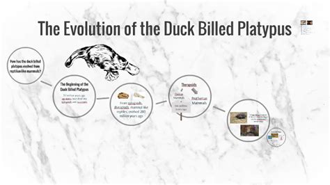 The Evolution of the Duck Billed Platypus by Avery Bowman on Prezi