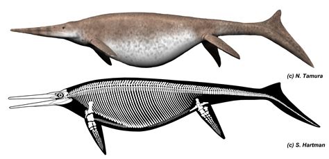 UK giant ichthyosaur is one of the largest animals ever